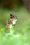 Eastern Chipmunk (Tamias striatus)