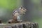 Eastern chipmunk Tamias striatus in the fores