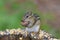 Eastern chipmunk Tamias striatus in the fores