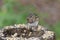 Eastern chipmunk Tamias striatus in the fores