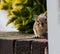 Eastern Chipmunk Tamias Striatus Hiding Behind a Wall Peaking Out at Camera