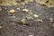 Eastern Chipmunk-Tamias striatus, sitting on the ground, eating food