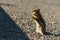 Eastern Chipmunk - Tamias striatus, sitting hind legs on a ground