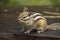 Eastern Chipmunk - Tamias striatus, sitting on tree, eating a meal