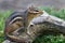 Eastern Chipmunk (Tiamias striatus)