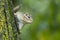 Eastern chipmunk on tree side and out of focus background