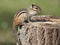 Eastern Chipmunk on a Tree Stump at a Campsite