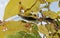 Eastern Coachwhip snake hiding up in a tree