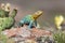 Eastern collared lizard with cactus