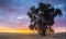 Eastern Colorado Grass Plains and Tree Sunset