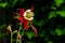 Eastern Columbine Flower