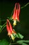 Eastern columbine flowers (Aquilegia canadensis)