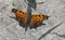 Eastern comma butterfly