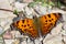 Eastern Comma Butterfly