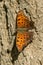 Eastern Comma Butterfly - Polygonia comma