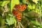 Eastern Comma Butterfly - Polygonia comma