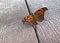Eastern Comma Butterfly on a Wooden Deck