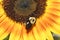 An Eastern Common Bumblebee, Bombus impatiens, on a sunflower