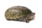 eastern common mud turtle tortoise kinosternon subrubrum