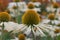 Eastern coneflower Echinacea purpurea White Swan, close-up of white cones with white petals