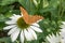 Eastern coneflower Echinacea purpurea White Swan, white flower with butterfly