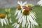 Eastern coneflower Echinacea purpurea White Swan, white flowers with butterfly