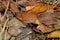 Eastern Copperhead