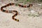 Eastern Coral Snake