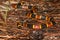 Eastern Coral Snake