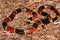 Eastern Coral Snake (Micrurus fulvius)