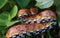 Eastern Corn Snake