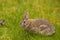 A Eastern Cotton Tail Rabbit eating grass