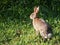 Eastern Cottontail Rabbit