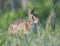 Eastern Cottontail Rabbit