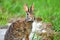 Eastern Cottontail Rabbit