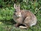 Eastern Cottontail Rabbit