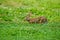 Eastern Cottontail Rabbit atop a grassy hill in Dover, Tennessee