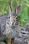 Eastern Cottontail Rabbit closeup in soft morning light