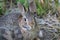 Eastern Cottontail Rabbit closeup in soft morning light