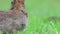 Eastern Cottontail Rabbit eating grass turns and hops directly to camera closeup