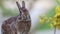 Eastern Cottontail Rabbit facing camera moving mouth yellow flower