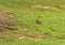 Eastern Cottontail Rabbit In A Field