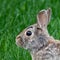 Eastern Cottontail Rabbit profile in a lush lawn of green grass