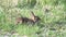 Eastern Cottontail Rabbit Resting in the Grass