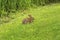 Eastern cottontail rabbit sitting in the grass in Connecticut.