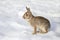 Eastern cottontail rabbit sitting in a winter forest.