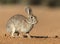 Eastern Cottontail rabbit in Southern Texas, USA