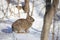 An Eastern cottontail rabbit standing in a winter forest.