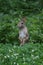 Eastern Cottontail Standing Up 4 - Sylvilagus floridanus