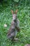 Eastern Cottontail Standing Up Sylvilagus floridanus